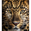 #1 leopard plakat