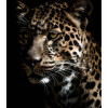 #2 leopard plakat