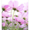 Plakat med #1 cosmos blomster