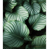 Plakat med Calathea Orbifolia