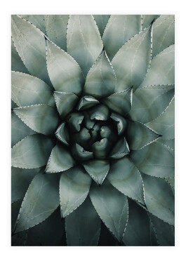 Plakat med agave plante