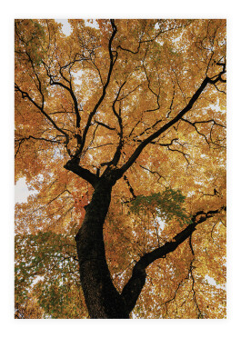 Plakat af et efterårstræ